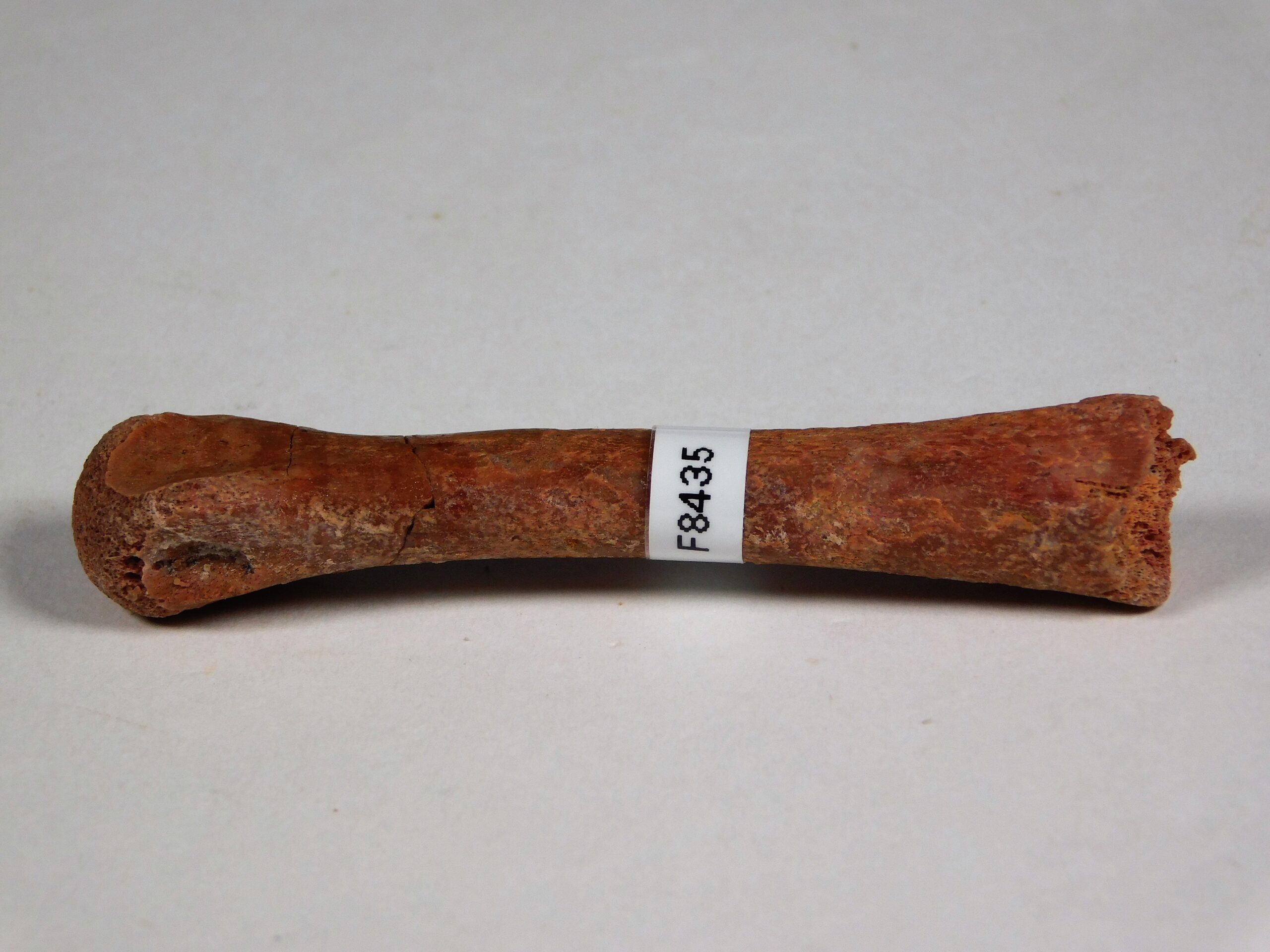 Moroccan pterosaur bone - Image 2