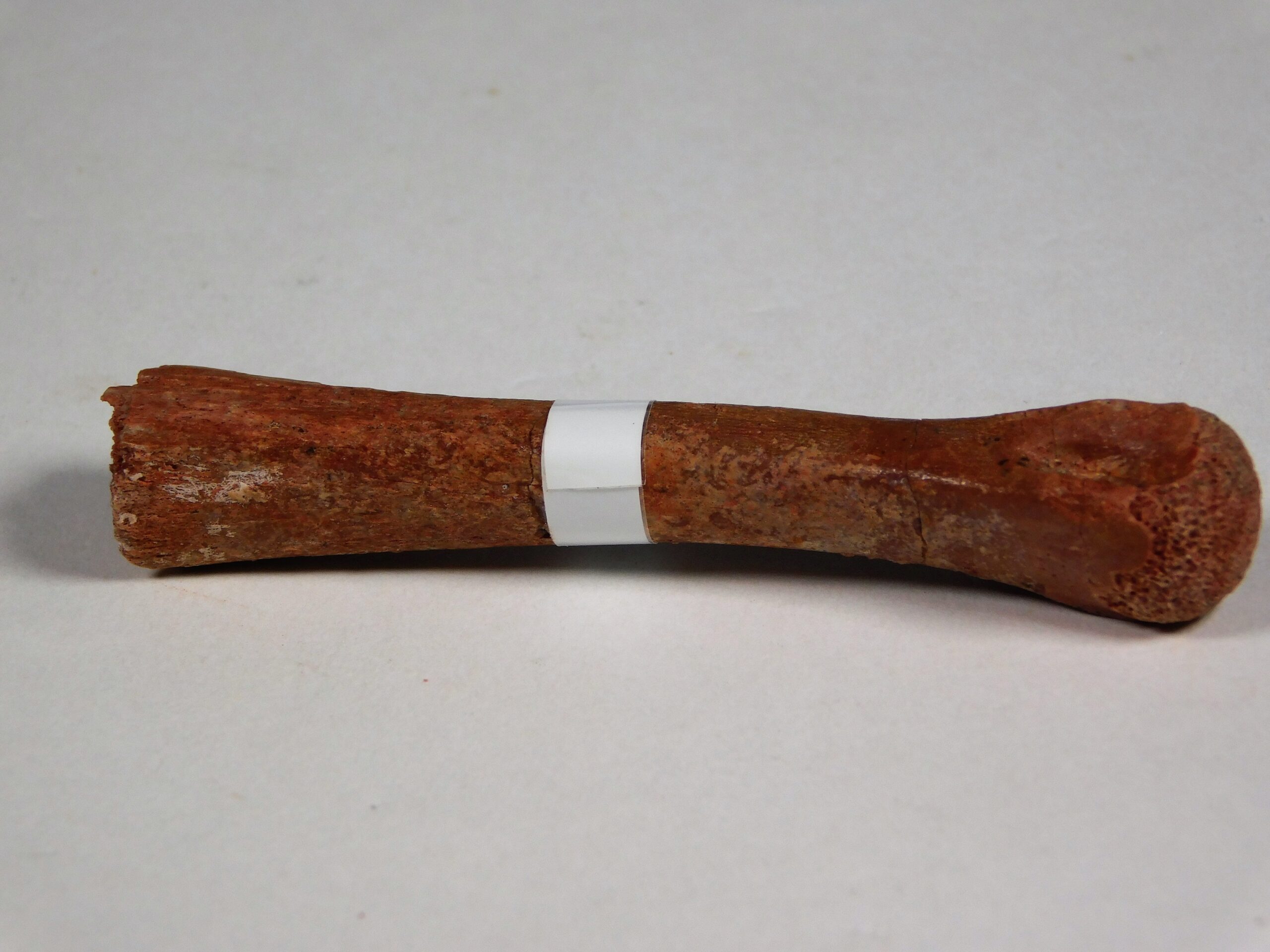 Moroccan pterosaur bone - Image 3