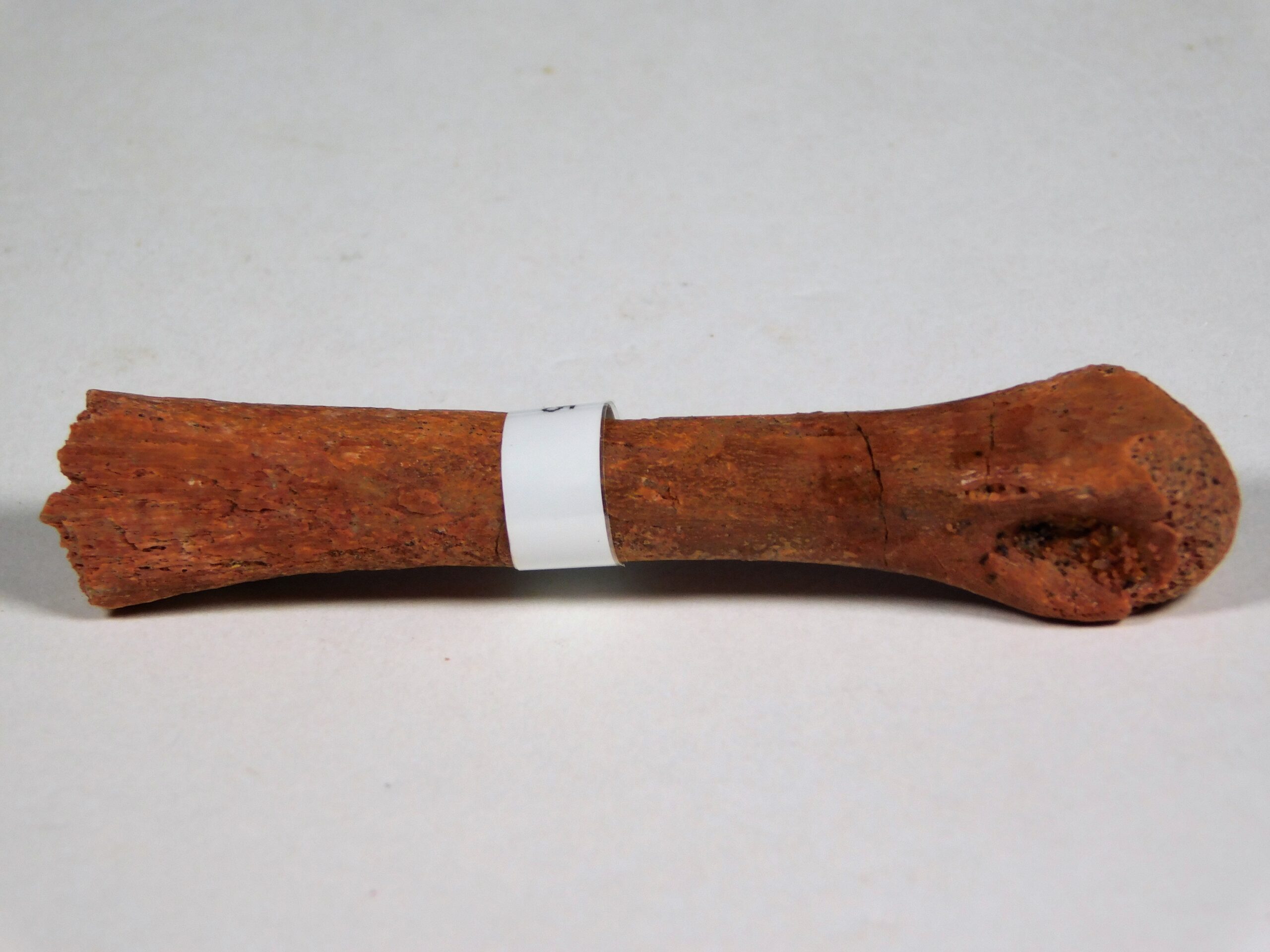Moroccan pterosaur bone - Image 4