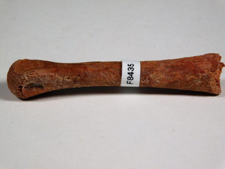 Moroccan pterosaur bone