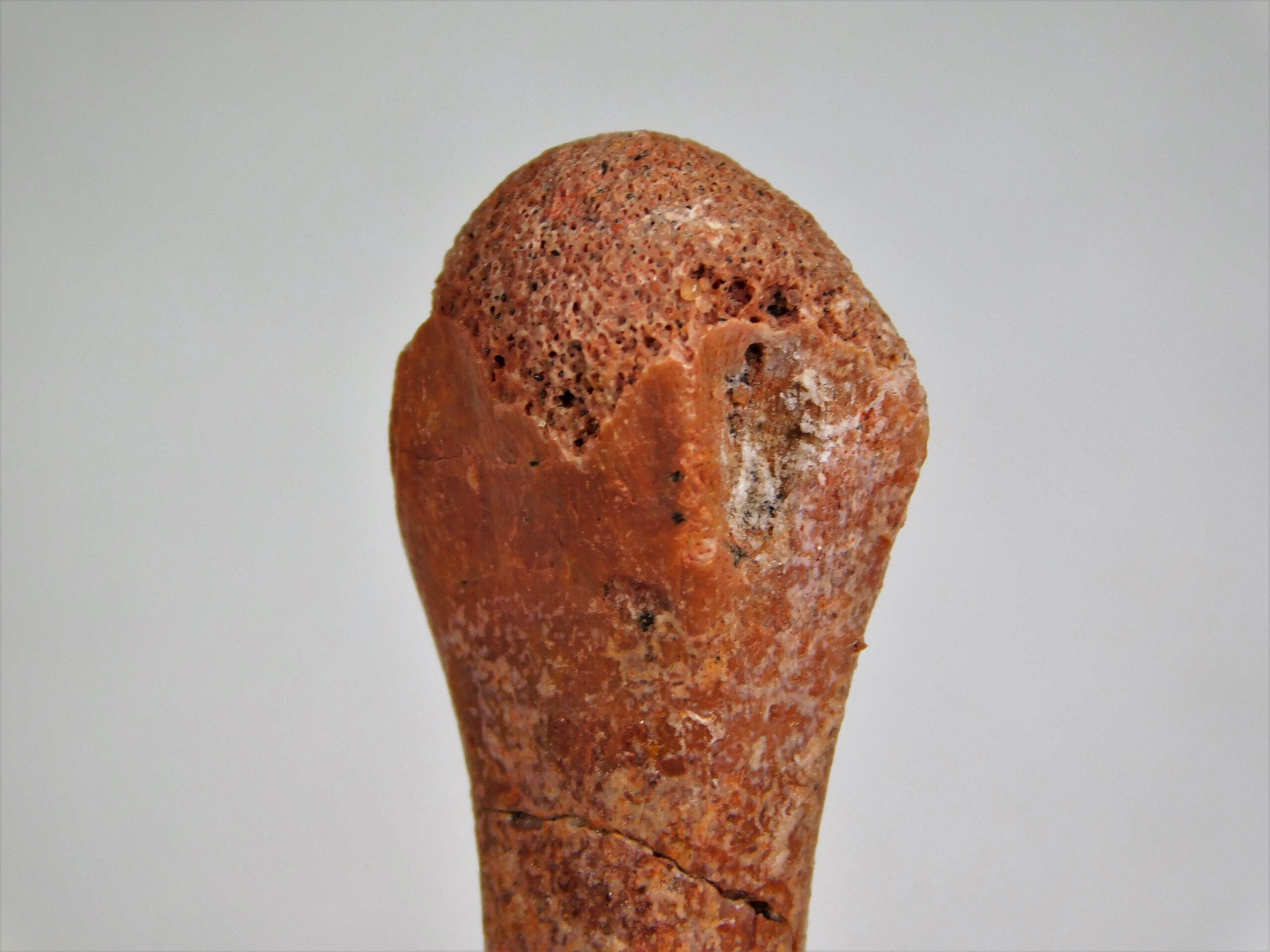 Moroccan pterosaur bone - Image 5