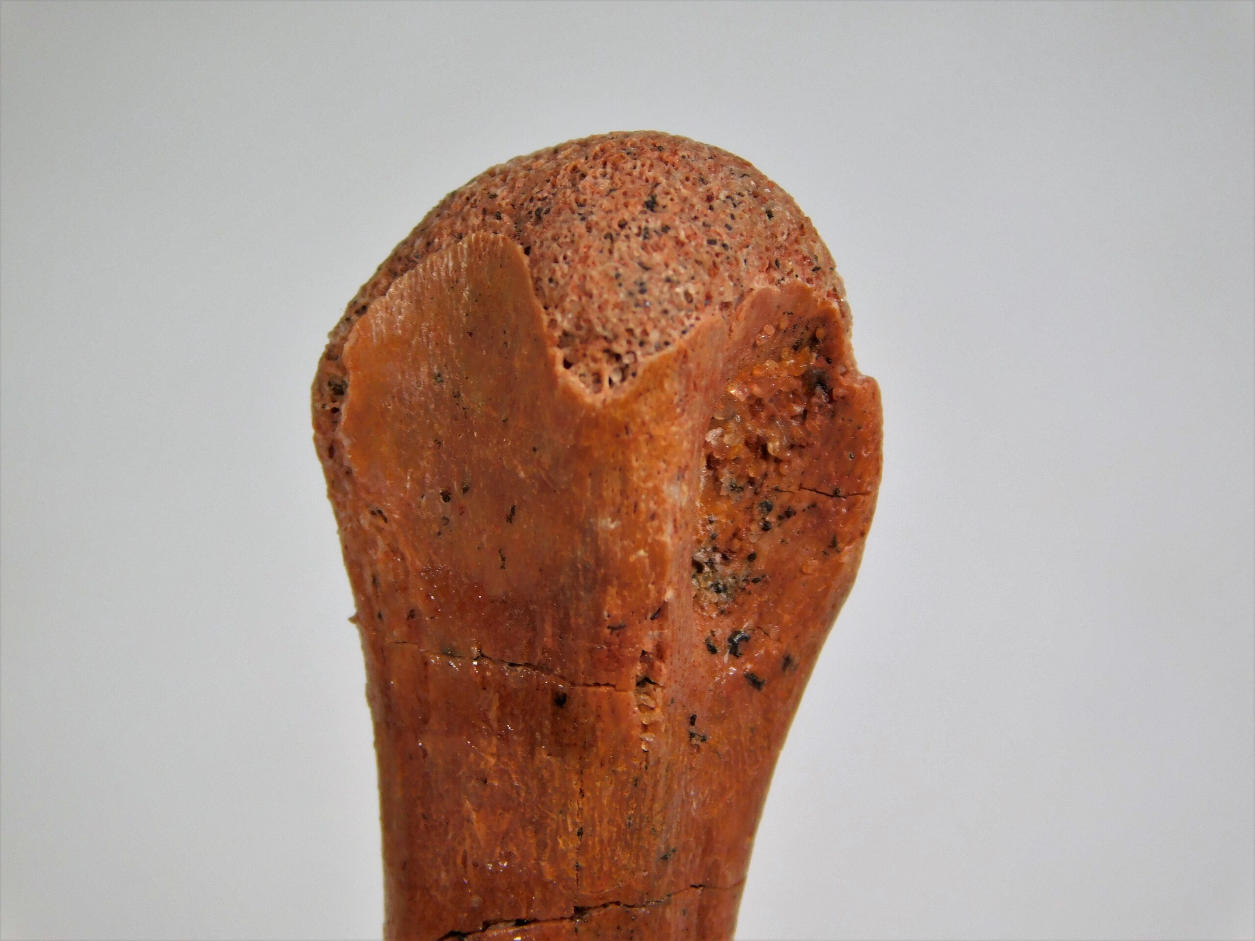Moroccan pterosaur bone - Image 6