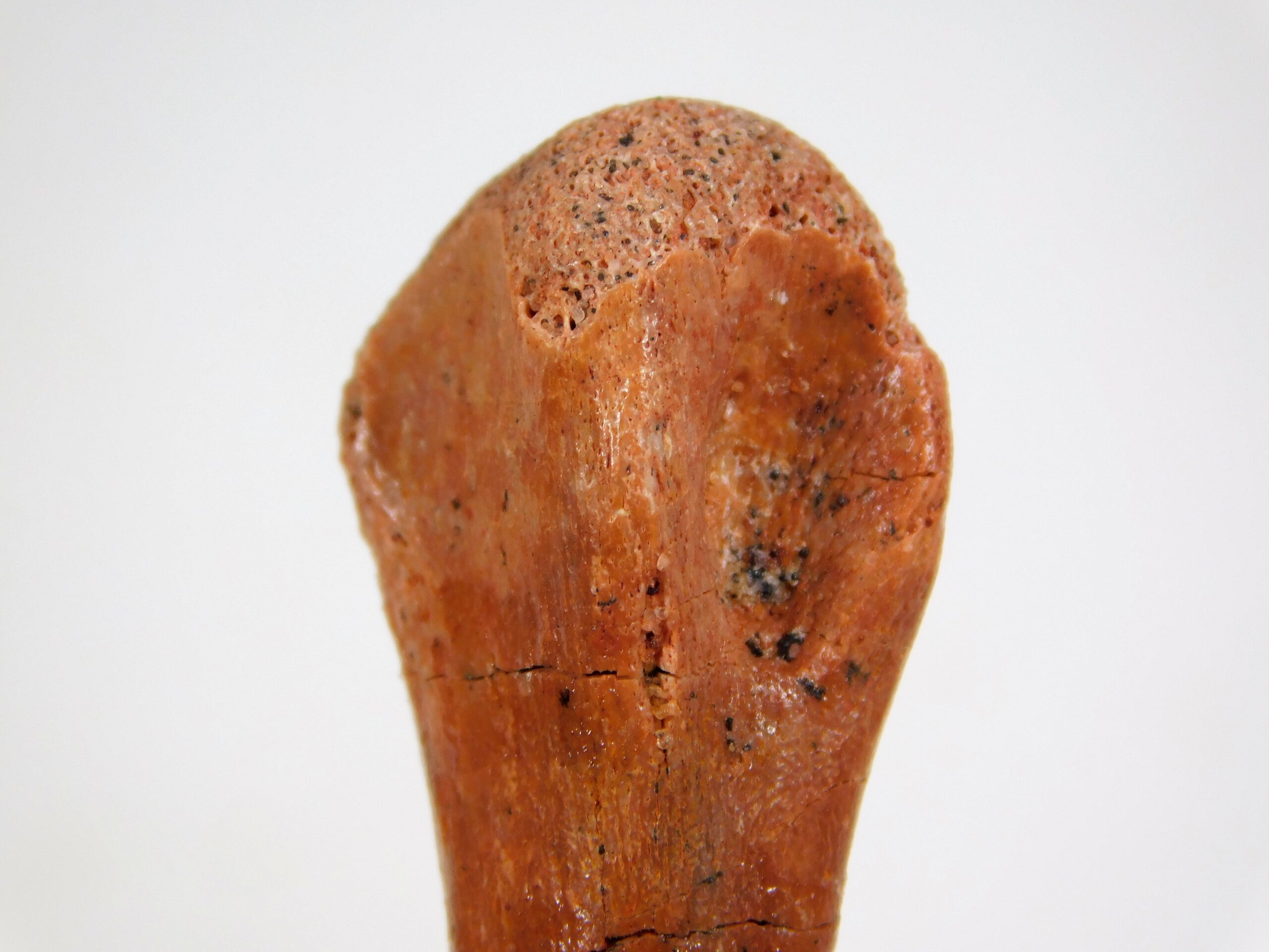 Moroccan pterosaur bone - Image 7
