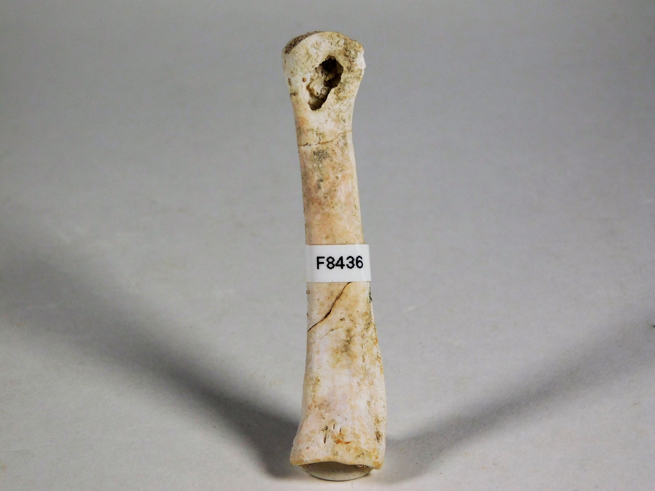 Theropod phalanx - Image 6