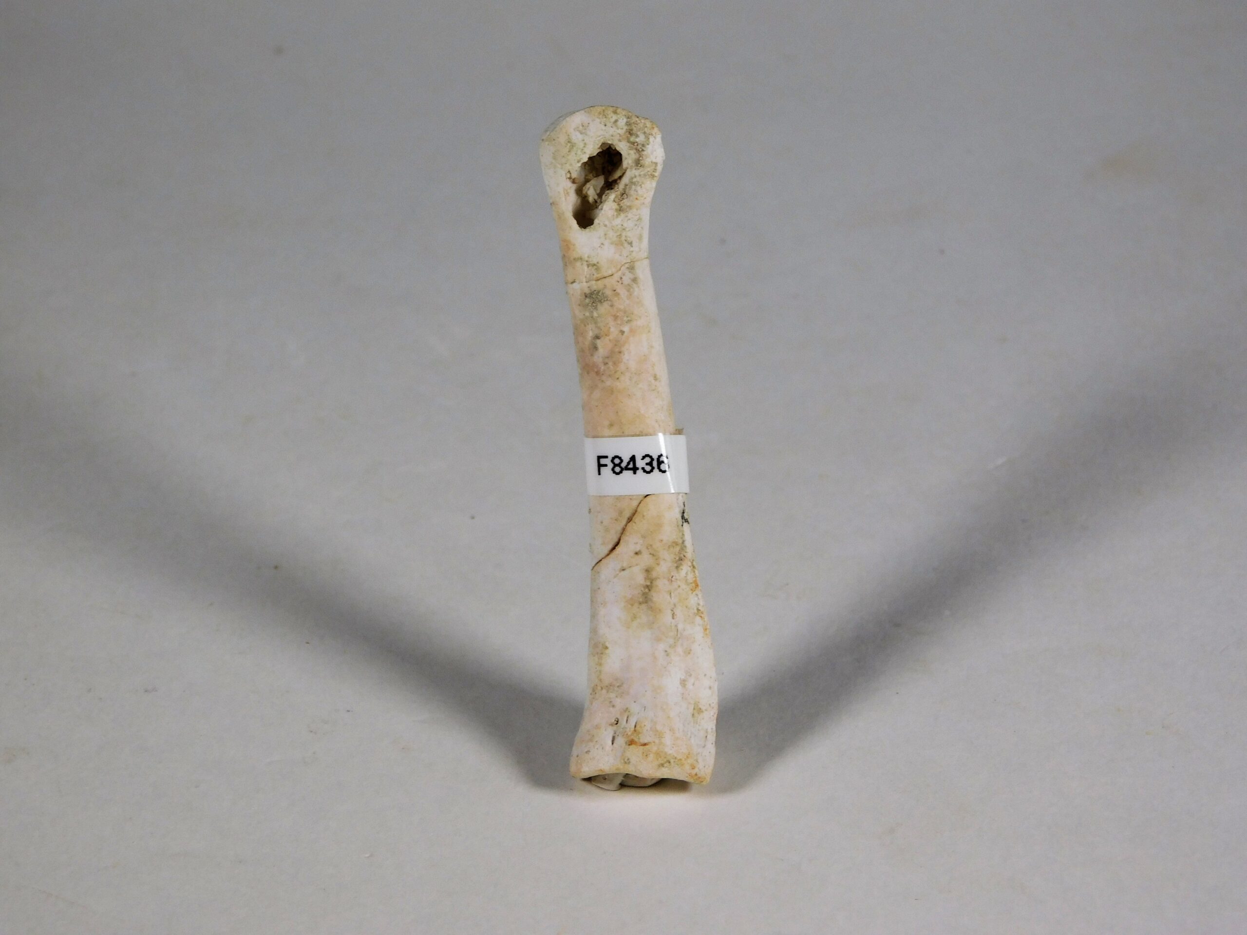 Theropod phalanx - Image 8
