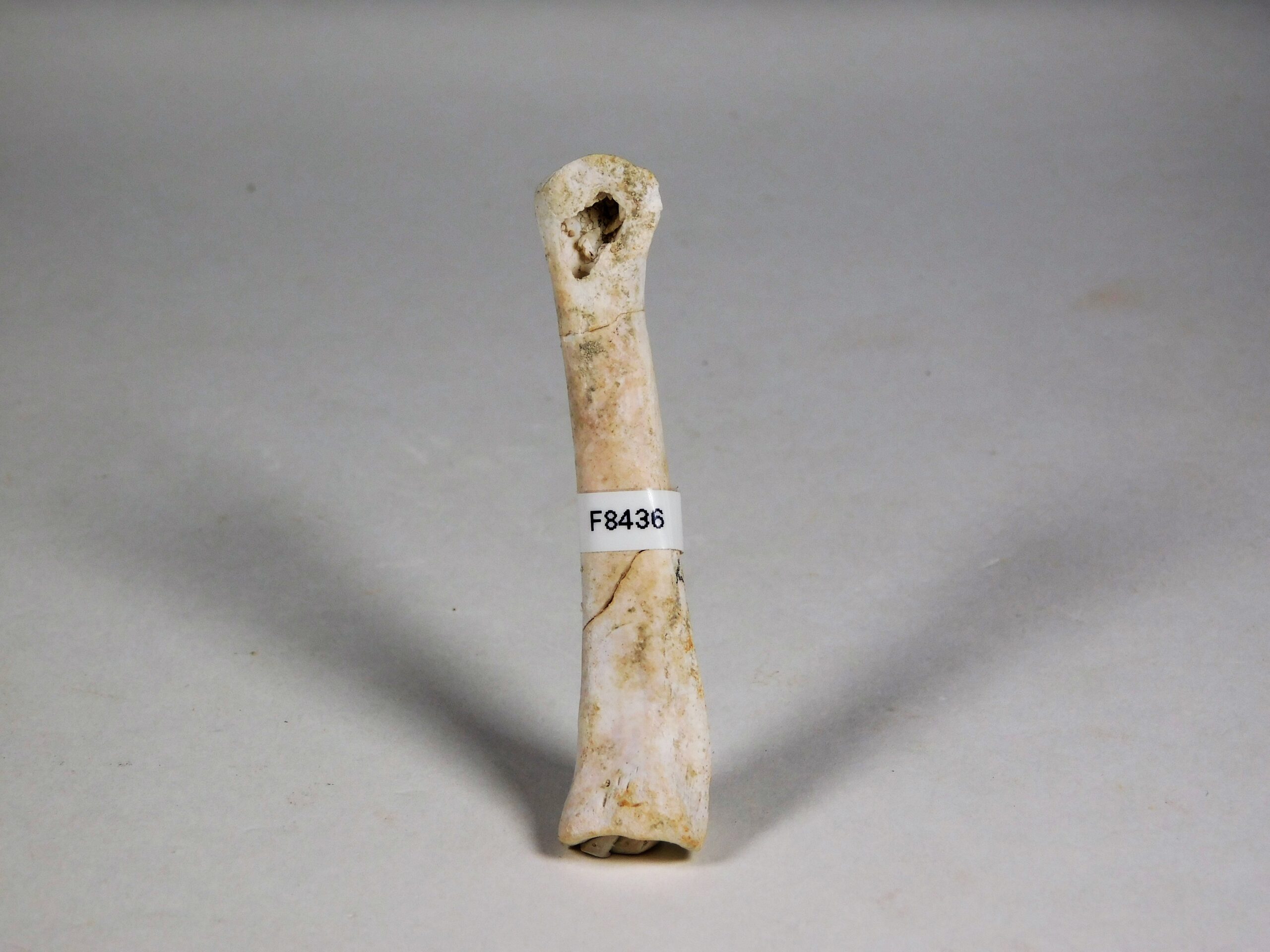 Theropod phalanx - Image 8