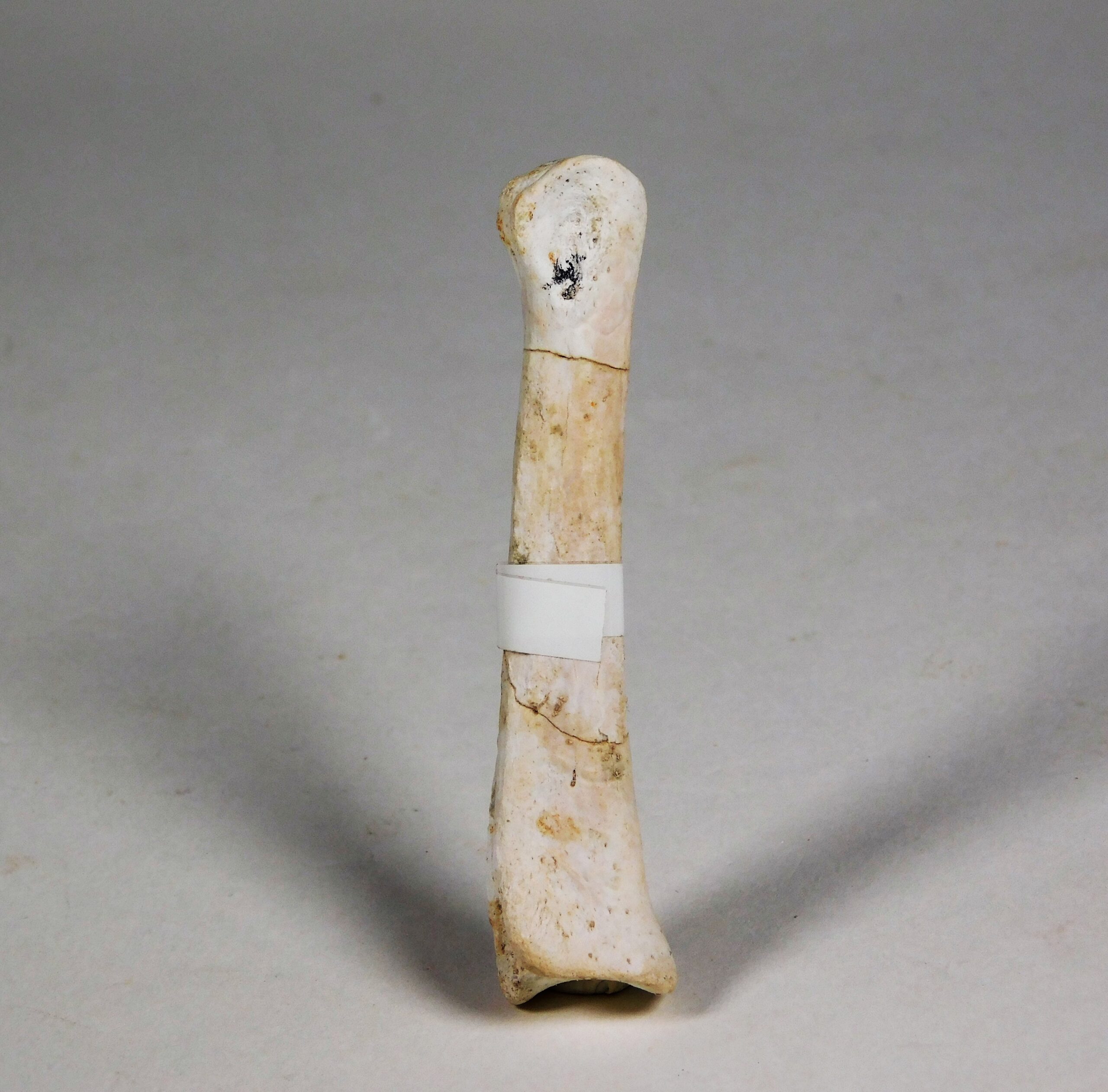 Theropod phalanx - Image 9