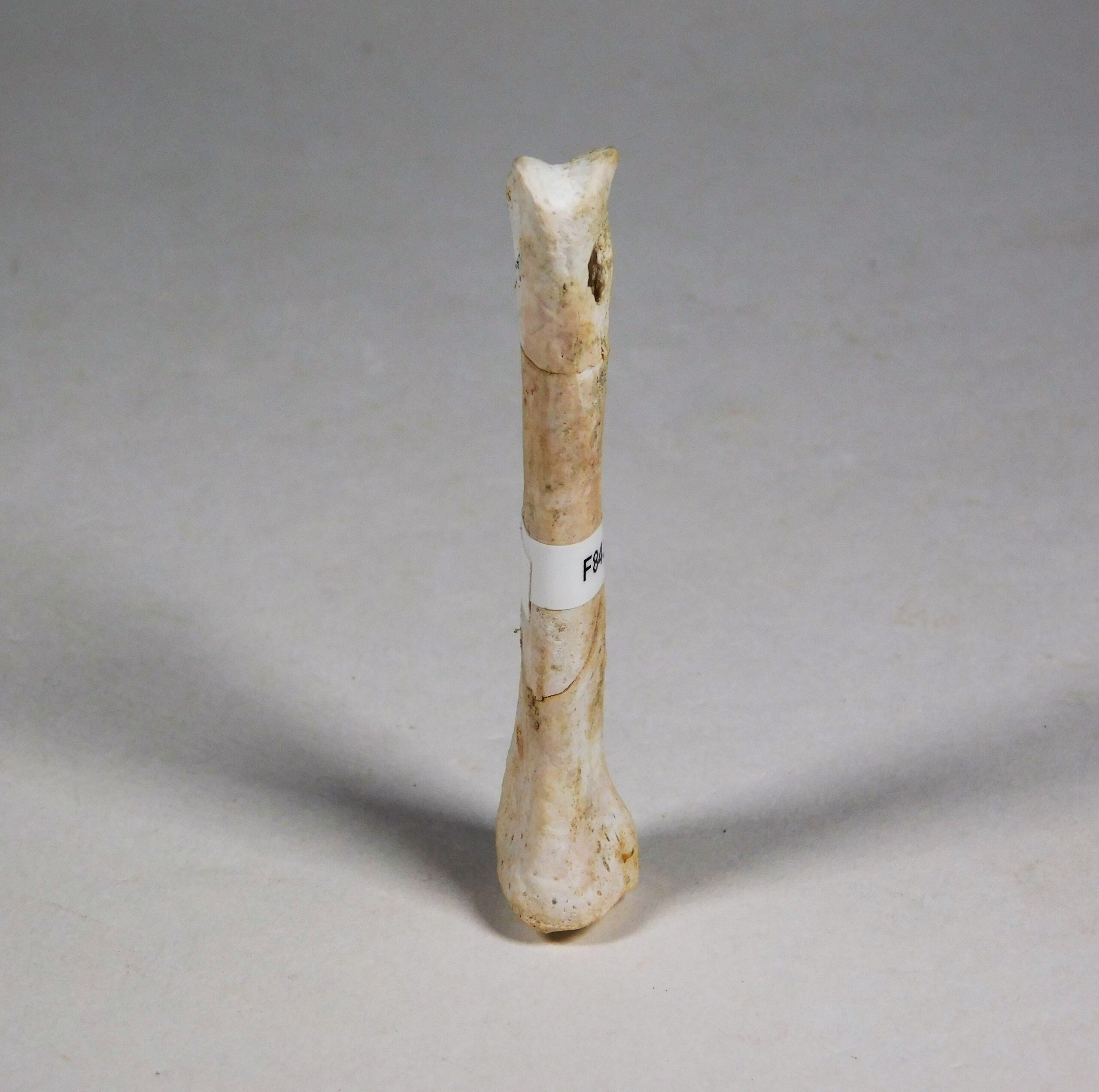 Theropod phalanx - Image 2