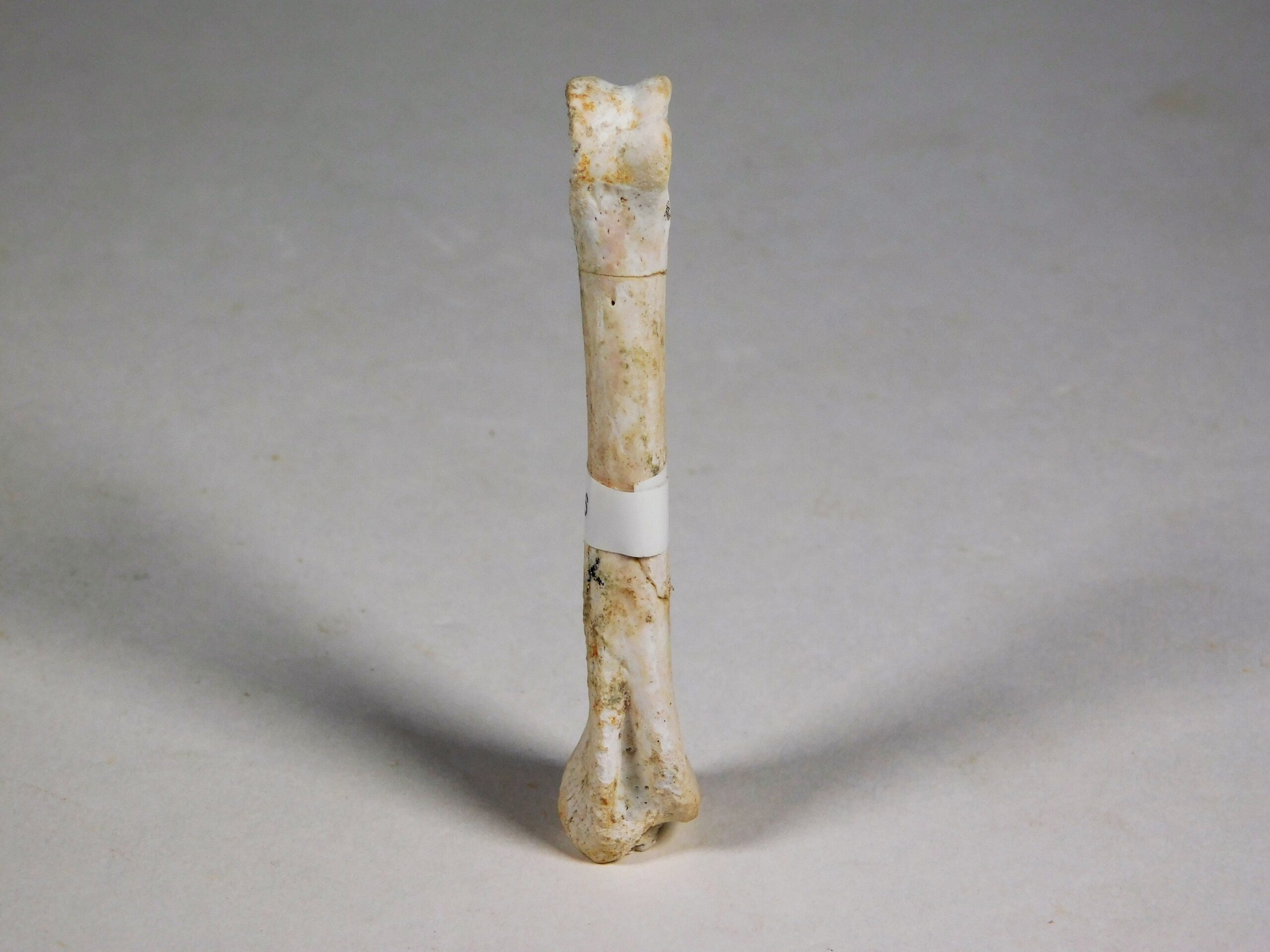 Theropod phalanx - Image 3