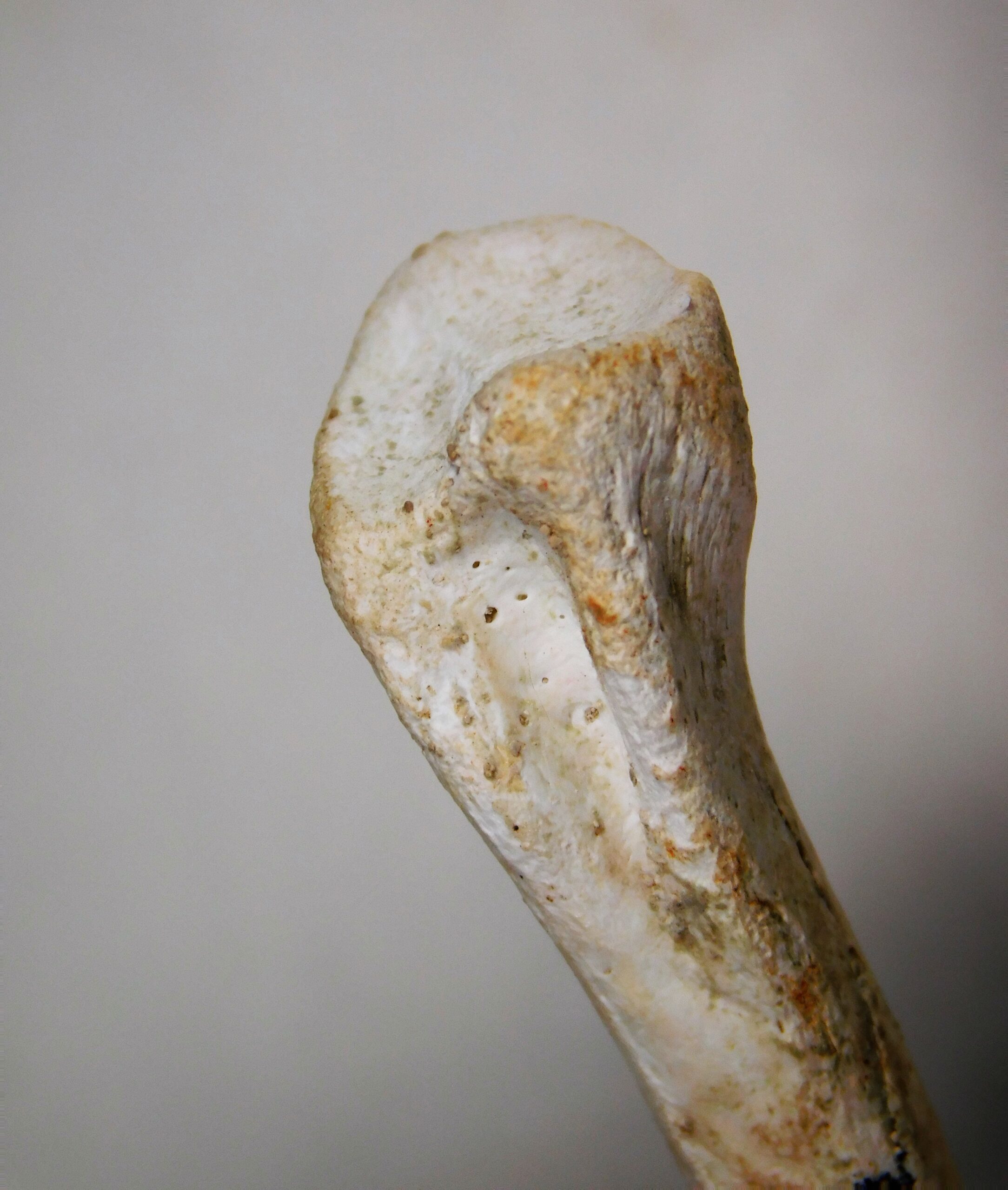 Theropod phalanx - Image 4