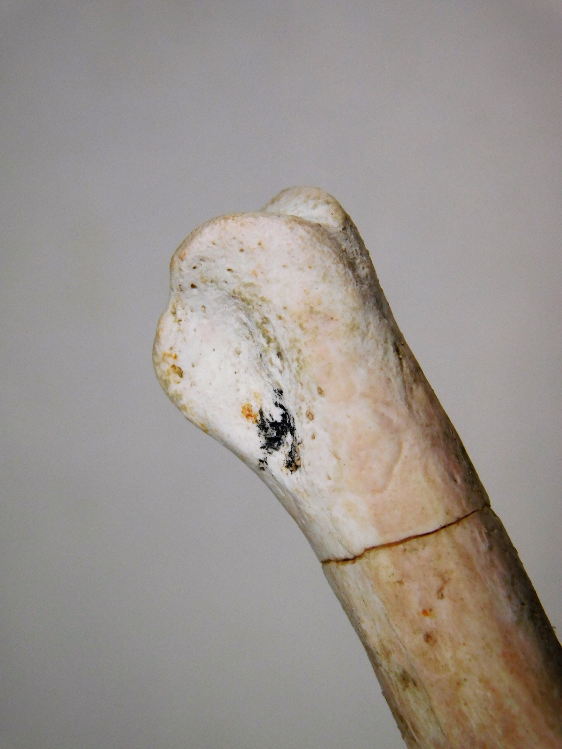 Theropod phalanx - Image 5