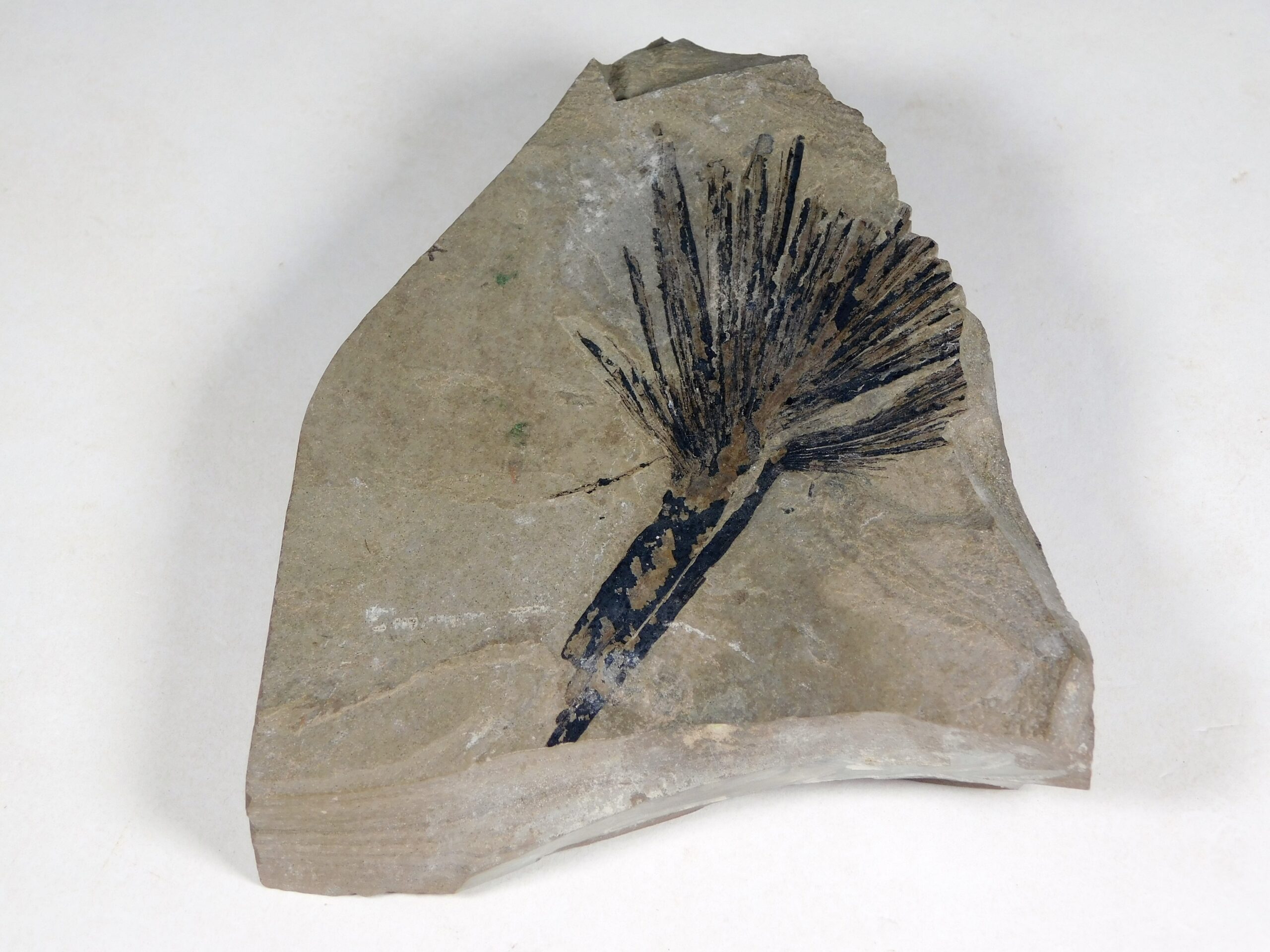 Sabalites sp. - Image 2