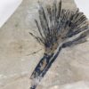 Sabalites sp. - Image 3