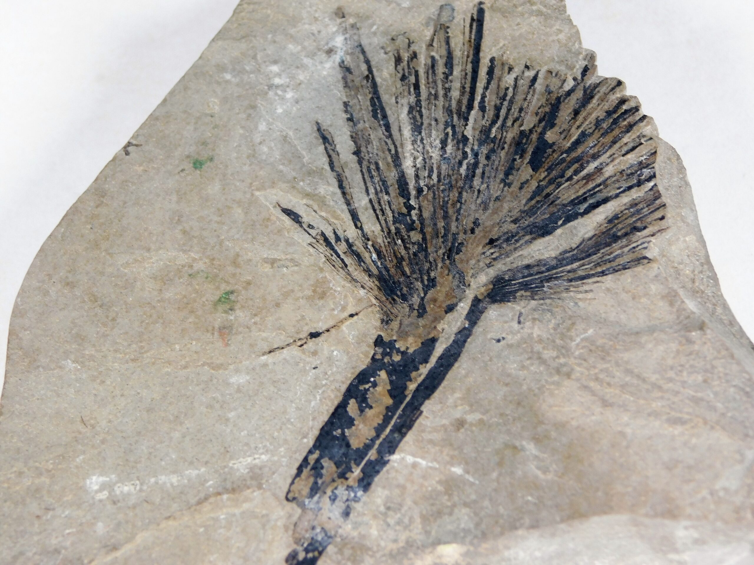 Sabalites sp.
