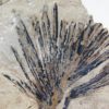 Sabalites sp. - Image 4