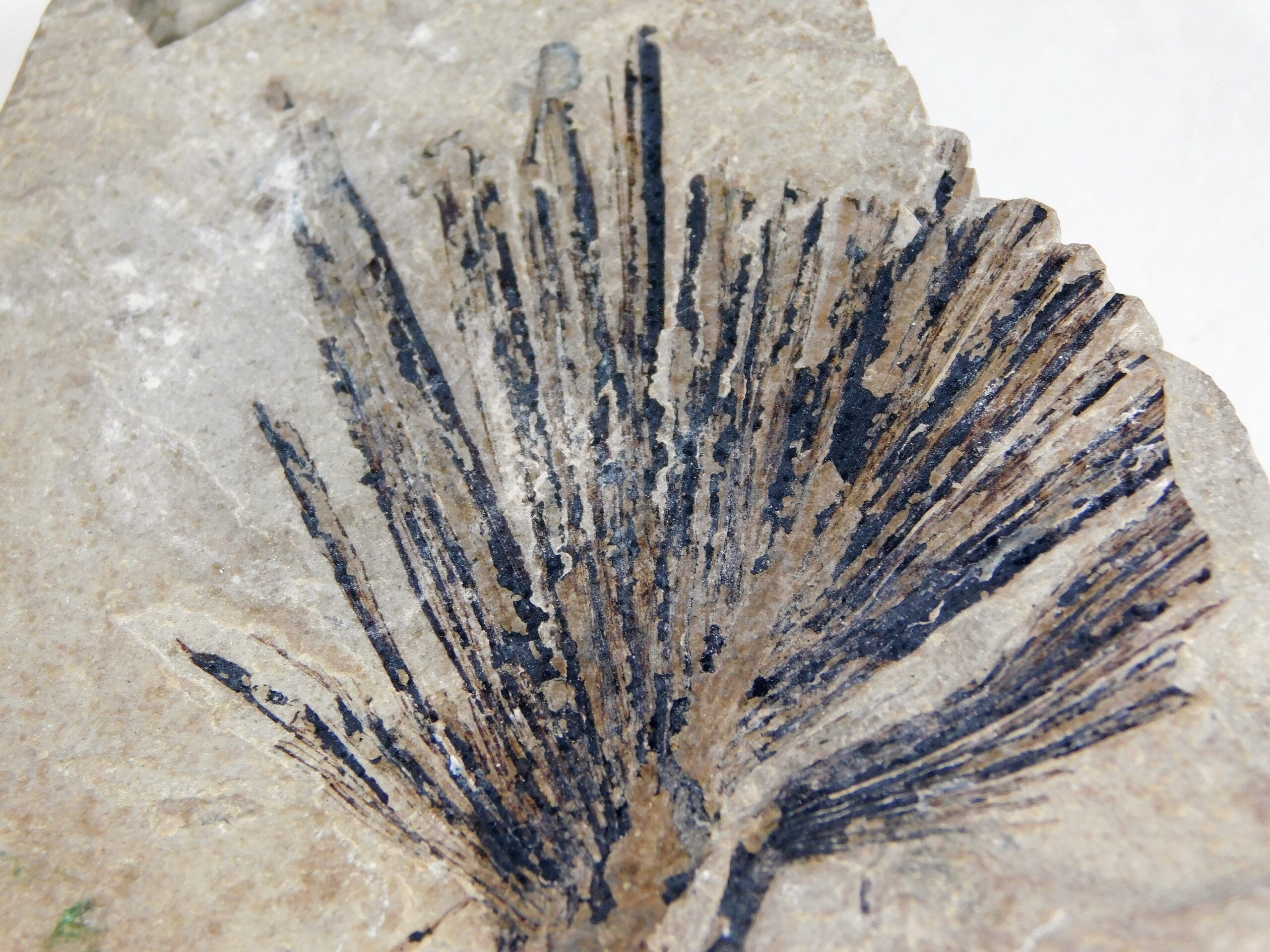 Sabalites sp. - Image 4