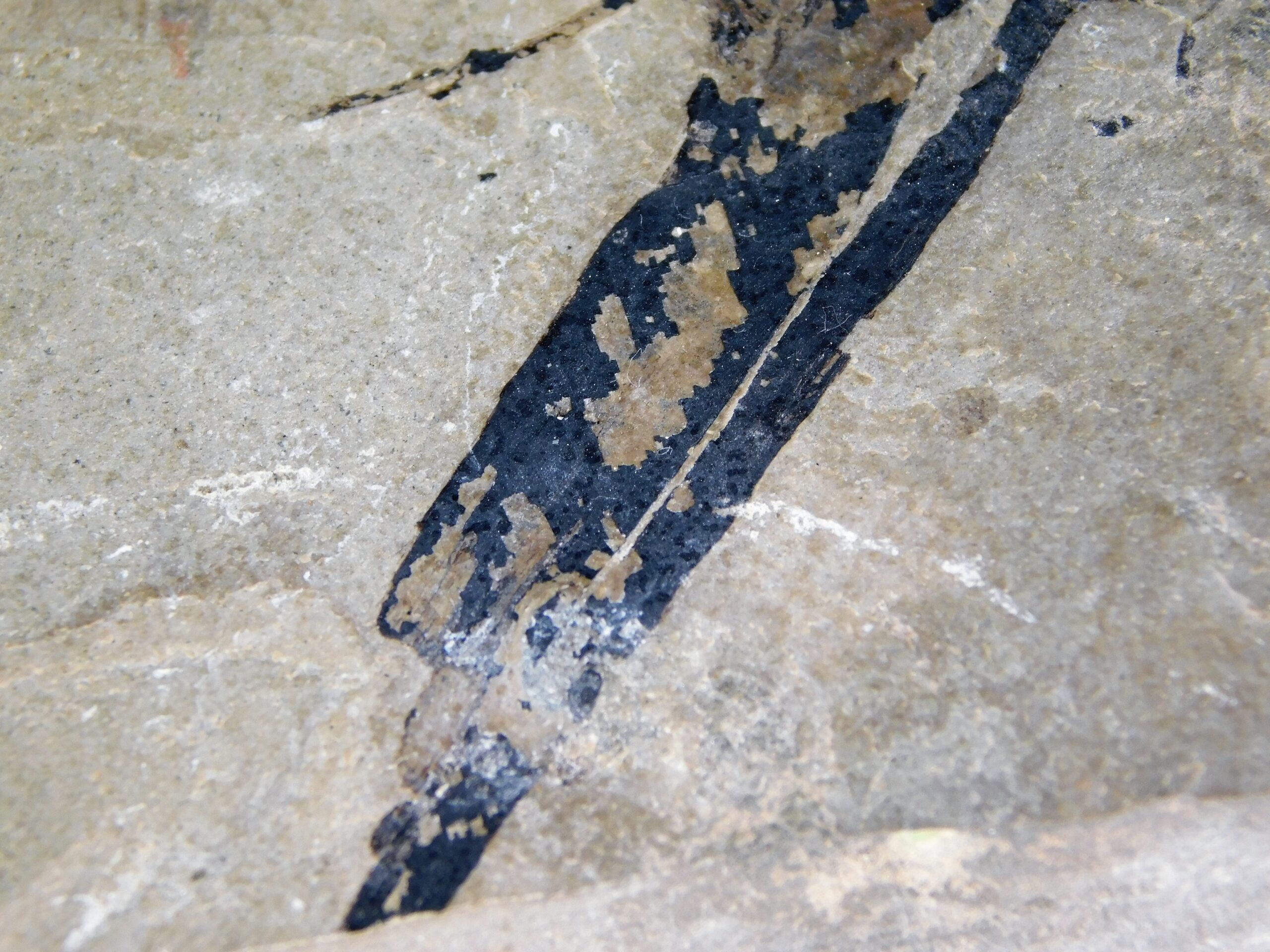 Sabalites sp. - Image 4