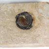 Eocene Fruit - Image 2