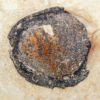 Eocene Fruit - Image 3