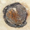 Eocene Fruit - Image 4