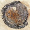 Eocene Fruit - Image 5