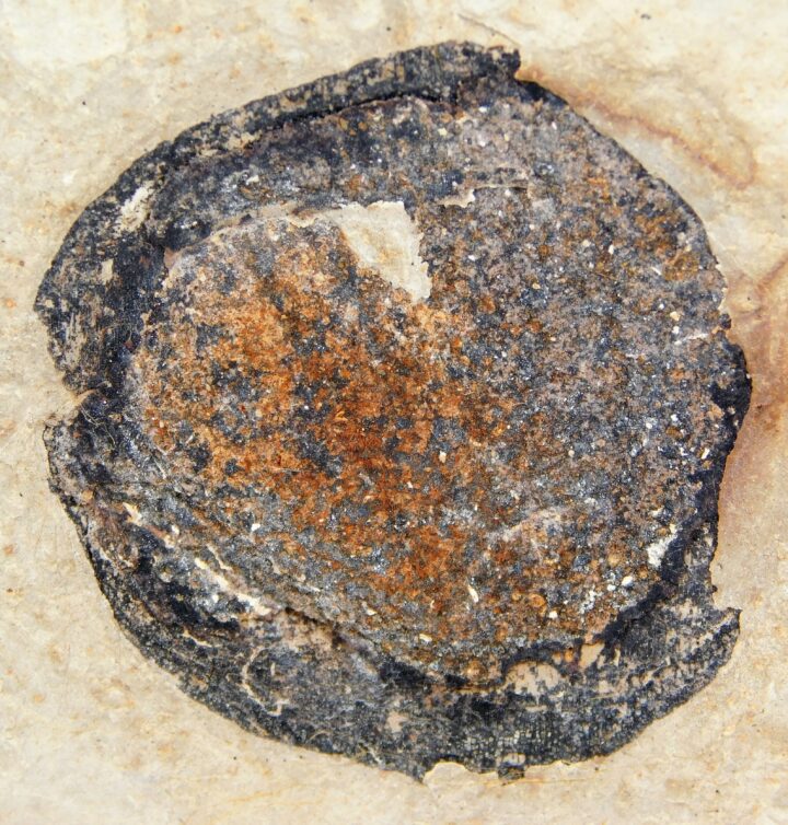 Eocene Fruit