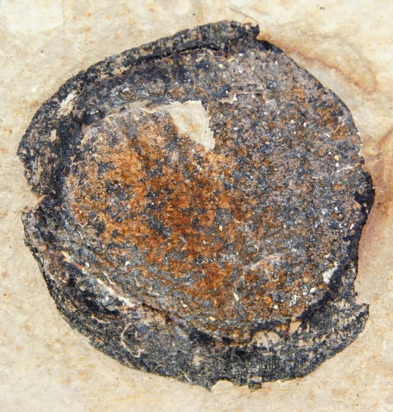 Eocene Fruit