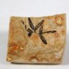 Lygodium Fruit - Image 3
