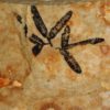 Lygodium Fruit - Image 4