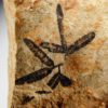 Lygodium Fruit - Image 5