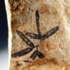Lygodium Fruit - Image 6