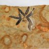 Lygodium Fruit - Image 6