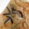 Lygodium Fruit - Image 3