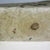 Eocene Seed and Insect - Image 9