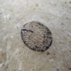 Eocene Seed and Insect - Image 2