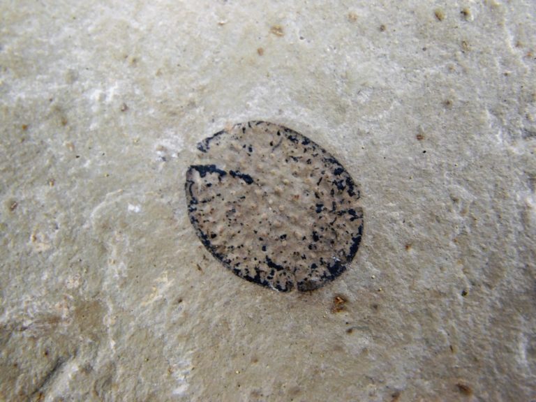 Eocene Seed and Insect