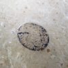 Eocene Seed and Insect - Image 3