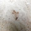 Eocene Seed and Insect - Image 4