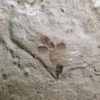Eocene Seed and Insect - Image 5