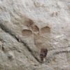 Eocene Seed and Insect - Image 6