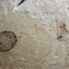 Eocene Seed and Insect - Image 7