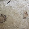 Eocene Seed and Insect - Image 8