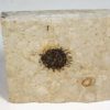 Sycamore fruit - Platanus sp. - Image 2
