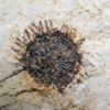 Sycamore fruit - Platanus sp. - Image 3