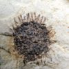 Sycamore fruit - Platanus sp. - Image 4