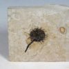 Sycamore fruit - Platanus sp. - Image 2
