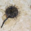 Sycamore fruit - Platanus sp. - Image 3