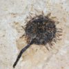 Sycamore fruit - Platanus sp. - Image 4