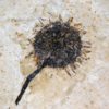 Sycamore fruit - Platanus sp. - Image 5