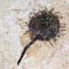 Sycamore fruit - Platanus sp. - Image 6